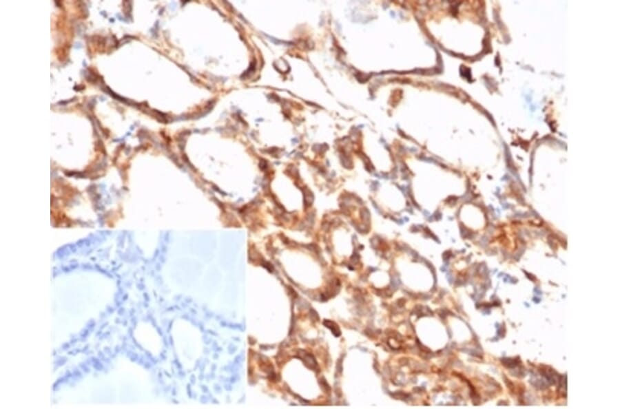 Immunohistochemistry - Anti-beta Actin Antibody [ACTB/1108] - BSA and Azide free (A278361) - Antibodies.com