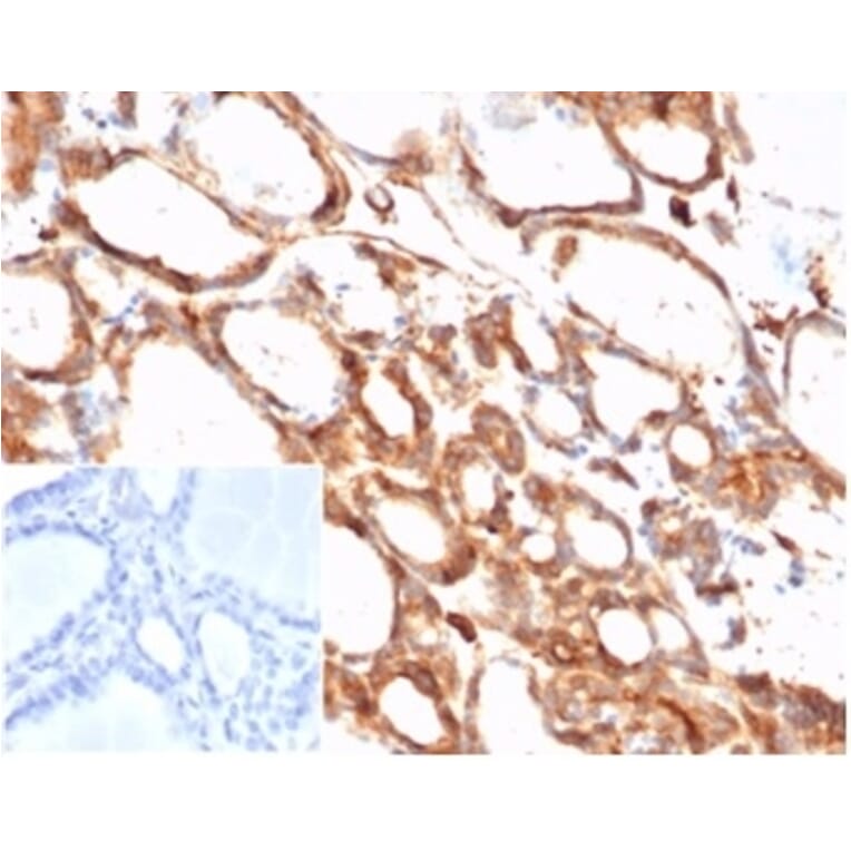 Immunohistochemistry - Anti-beta Actin Antibody [ACTB/1108] - BSA and Azide free (A278361) - Antibodies.com