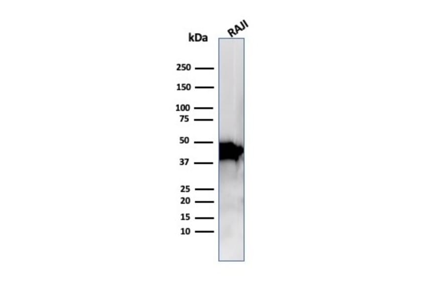 Western Blot - Anti-beta Actin Antibody [ACTB/1109] - BSA and Azide free (A278362) - Antibodies.com