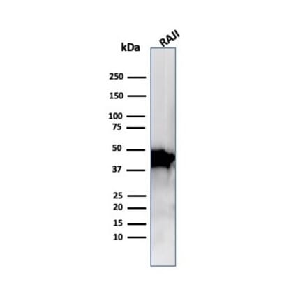 Western Blot - Anti-beta Actin Antibody [ACTB/1109] - BSA and Azide free (A278362) - Antibodies.com