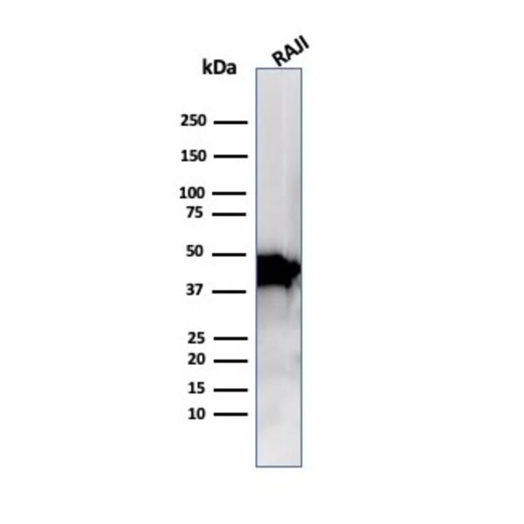 Western Blot - Anti-beta Actin Antibody [ACTB/1109] - BSA and Azide free (A278362) - Antibodies.com