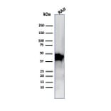 Western Blot - Anti-beta Actin Antibody [ACTB/1109] - BSA and Azide free (A278362) - Antibodies.com