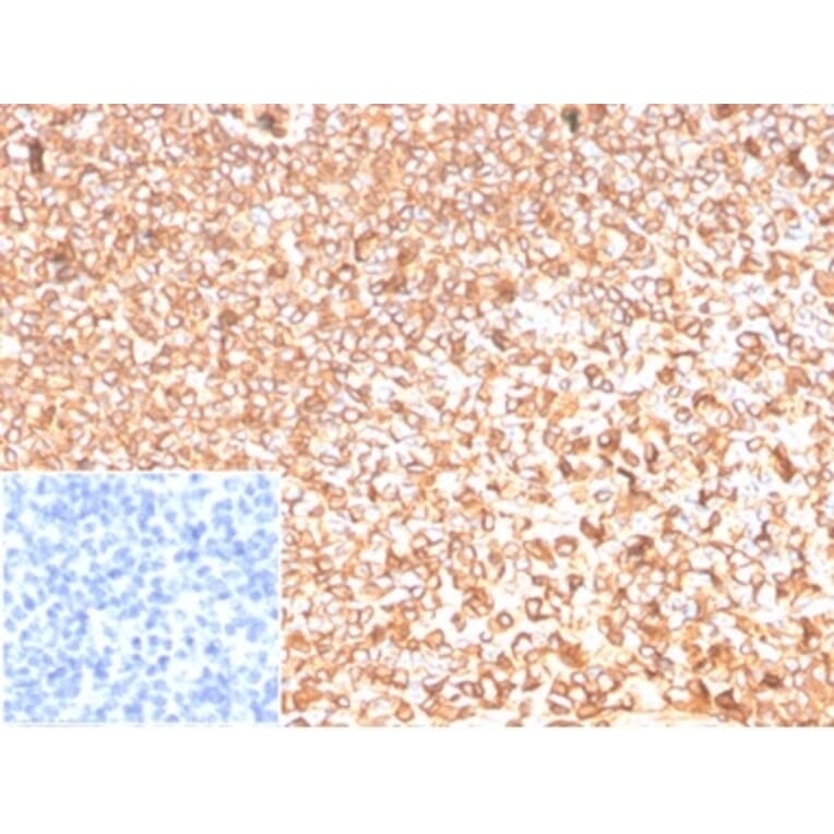 Immunohistochemistry - Anti-beta Actin Antibody [ACTB/1109] - BSA and Azide free (A278362) - Antibodies.com