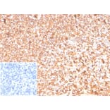 Immunohistochemistry - Anti-beta Actin Antibody [ACTB/1109] - BSA and Azide free (A278362) - Antibodies.com