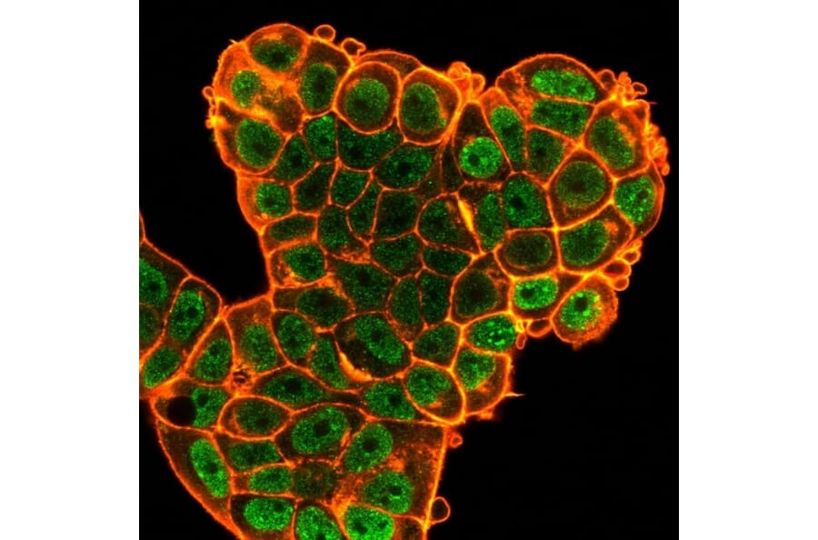 Immunofluorescence - Anti-Bcl-6 Antibody [PCRP-BCL6-1D3] - BSA and Azide free (A278363) - Antibodies.com