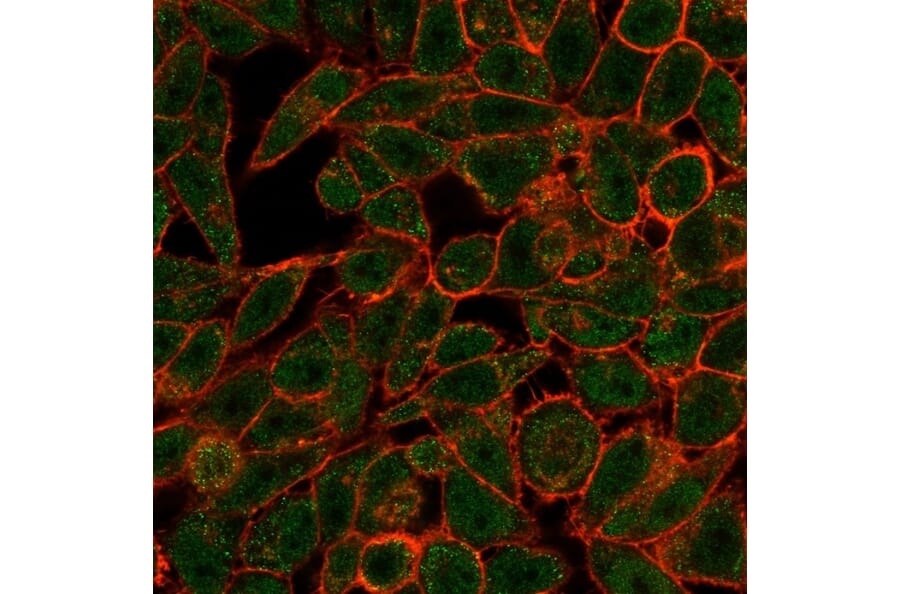 Immunofluorescence - Anti-Bcl-6 Antibody [PCRP-BCL6-1D3] - BSA and Azide free (A278363) - Antibodies.com