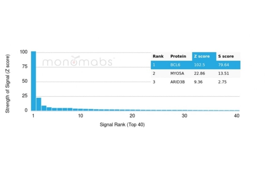 Protein Array - Anti-Bcl-6 Antibody [PCRP-BCL6-1D3] - BSA and Azide free (A278363) - Antibodies.com