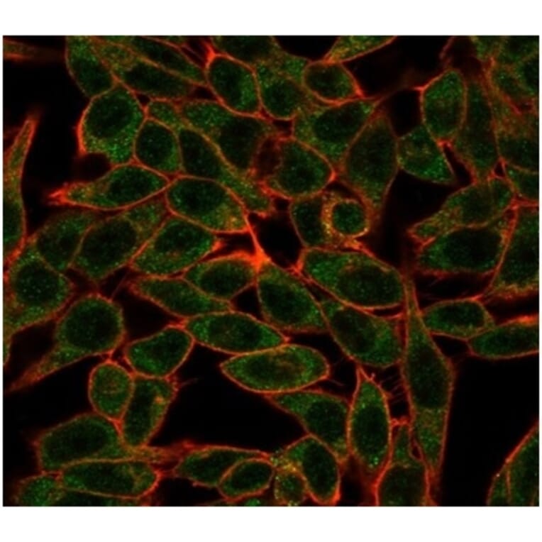 Immunofluorescence - Anti-Bcl-6 Antibody [PCRP-BCL6-1E2] - BSA and Azide free (A278364) - Antibodies.com