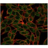 Immunofluorescence - Anti-Bcl-6 Antibody [PCRP-BCL6-1E2] - BSA and Azide free (A278364) - Antibodies.com