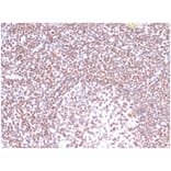 Immunohistochemistry - Anti-RPA2 Antibody [RPA2/4774] - BSA and Azide free (A278365) - Antibodies.com