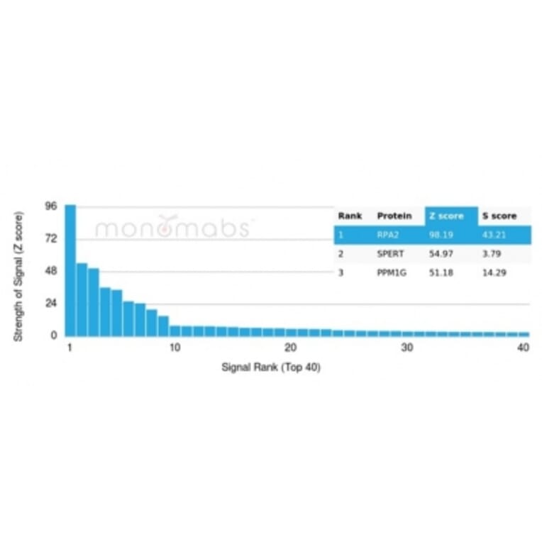 Protein Array - Anti-RPA2 Antibody [RPA2/4774] - BSA and Azide free (A278365) - Antibodies.com