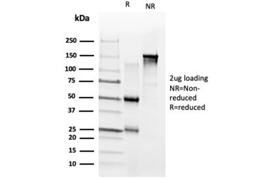SDS-PAGE - Anti-ZNF704 Antibody [PCRP-ZNF704-3C10] - BSA and Azide free (A278366) - Antibodies.com