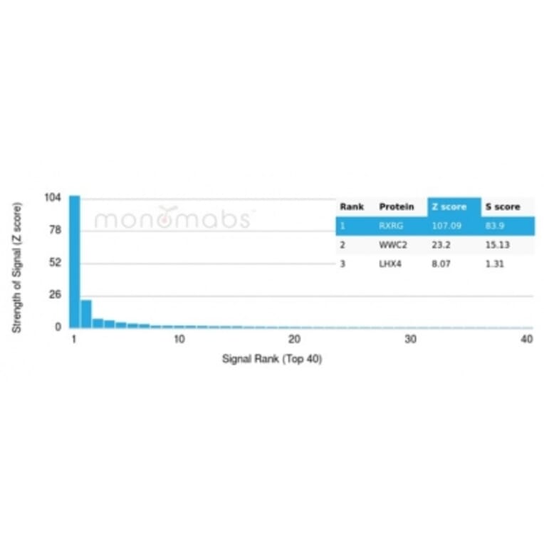 Protein Array - Anti-RXRG Antibody [PCRP-RXRG-5G6] - BSA and Azide free (A278367) - Antibodies.com