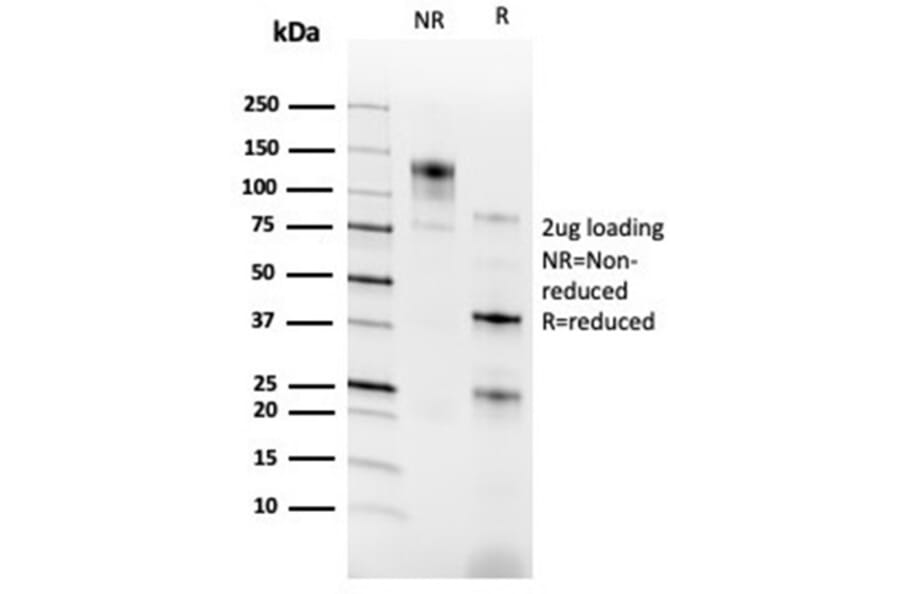 SDS-PAGE - Anti-RXRG Antibody [PCRP-RXRG-5H4] - BSA and Azide free (A278368) - Antibodies.com