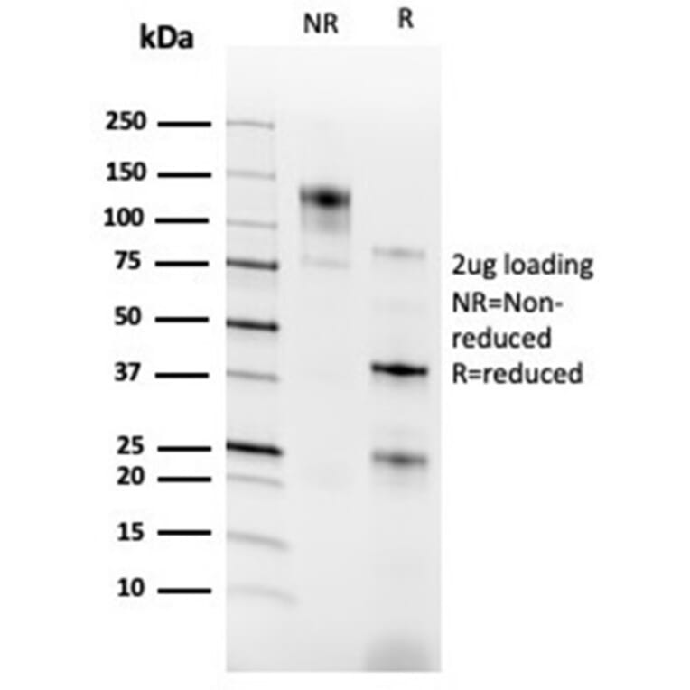 SDS-PAGE - Anti-RXRG Antibody [PCRP-RXRG-5H4] - BSA and Azide free (A278368) - Antibodies.com