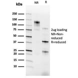 SDS-PAGE - Anti-RXRG Antibody [PCRP-RXRG-5H4] - BSA and Azide free (A278368) - Antibodies.com