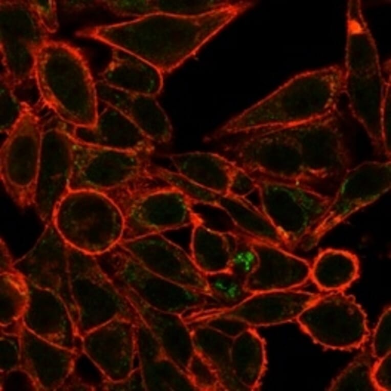 Immunofluorescence - Anti-RXRG Antibody [PCRP-RXRG-5H4] - BSA and Azide free (A278368) - Antibodies.com