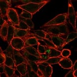 Immunofluorescence - Anti-RXRG Antibody [PCRP-RXRG-5H4] - BSA and Azide free (A278368) - Antibodies.com
