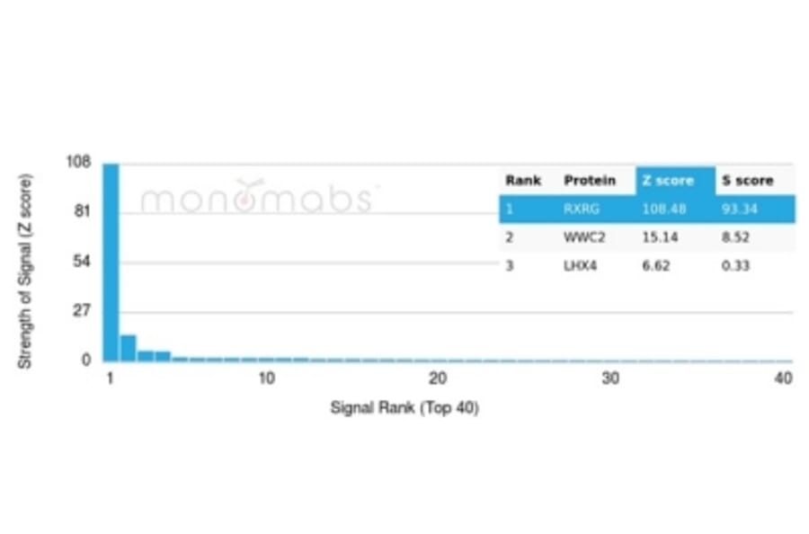 Protein Array - Anti-RXRG Antibody [PCRP-RXRG-5H4] - BSA and Azide free (A278368) - Antibodies.com