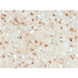 Immunohistochemistry - Anti-S100 beta Antibody [S100B/4149] - BSA and Azide free (A278370) - Antibodies.com