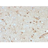 Immunohistochemistry - Anti-S100 beta Antibody [S100B/4153] - BSA and Azide free (A278371) - Antibodies.com