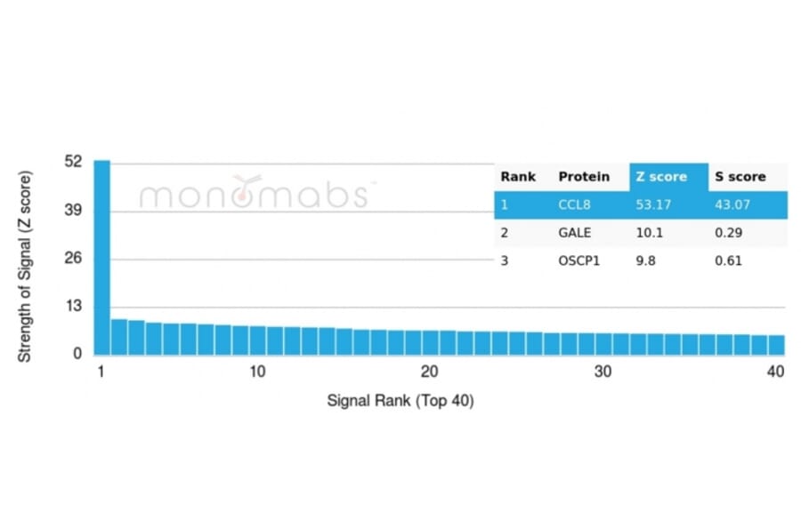 Protein Array - Anti-MCP2 Antibody [CCL8/3311] - BSA and Azide free (A278373) - Antibodies.com