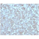 Immunohistochemistry - Anti-MCP2 Antibody [CCL8/3312] - BSA and Azide free (A278374) - Antibodies.com