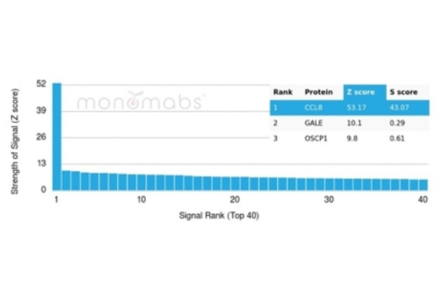 Protein Array - Anti-MCP2 Antibody [CCL8/3312] - BSA and Azide free (A278374) - Antibodies.com