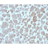 Immunohistochemistry - Anti-MCP2 Antibody [CCL8/3683] - BSA and Azide free (A278375) - Antibodies.com