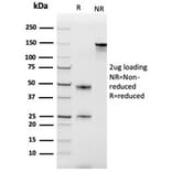 SDS-PAGE - Anti-MCP2 Antibody [CCL8/3686] - BSA and Azide free (A278376) - Antibodies.com