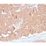 Immunohistochemistry - Anti-MCP2 Antibody [CCL8/3686] - BSA and Azide free (A278376) - Antibodies.com