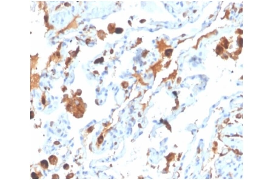 Immunohistochemistry - Anti-Surfactant Protein D Antibody [SFTPD/4363] - BSA and Azide free (A278380) - Antibodies.com