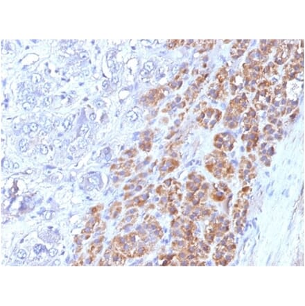 Immunohistochemistry - Anti-IL-25 Antibody [IL25/625] - BSA and Azide free (A278381) - Antibodies.com
