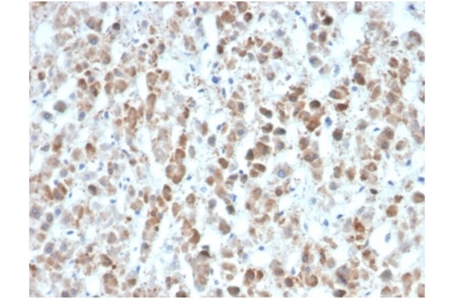 Immunohistochemistry - Anti-IL-25 Antibody [IL25/625] - BSA and Azide free (A278381) - Antibodies.com