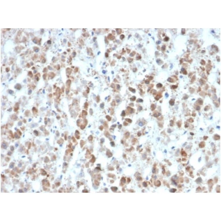 Immunohistochemistry - Anti-IL-25 Antibody [IL25/625] - BSA and Azide free (A278381) - Antibodies.com