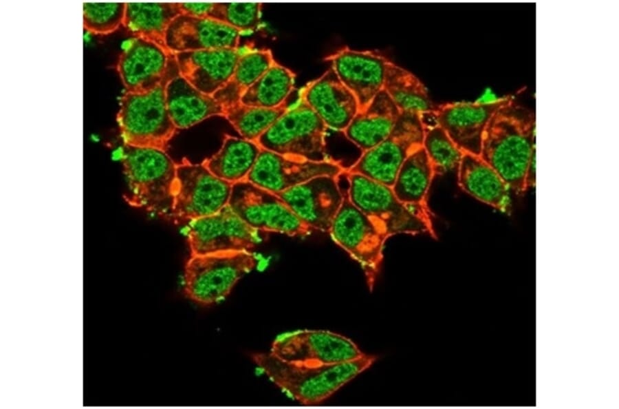 Immunofluorescence - Anti-Superoxide Dismutase 1 Antibody [SOD1/3923] - BSA and Azide free (A278383) - Antibodies.com