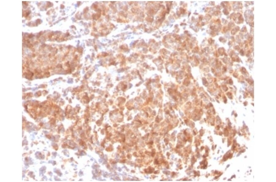Immunohistochemistry - Anti-Superoxide Dismutase 1 Antibody [SOD1/3923] - BSA and Azide free (A278383) - Antibodies.com