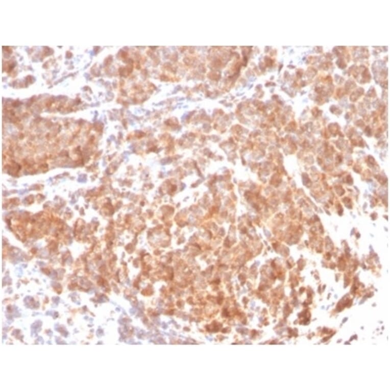 Immunohistochemistry - Anti-Superoxide Dismutase 1 Antibody [SOD1/3923] - BSA and Azide free (A278383) - Antibodies.com