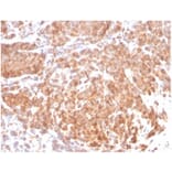 Immunohistochemistry - Anti-Superoxide Dismutase 1 Antibody [SOD1/3923] - BSA and Azide free (A278383) - Antibodies.com