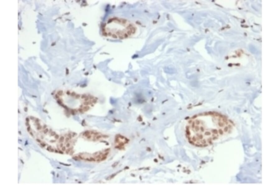 Immunohistochemistry - Anti-SOX4 Antibody [PCRP-SOX4-1D6] - BSA and Azide free (A278384) - Antibodies.com