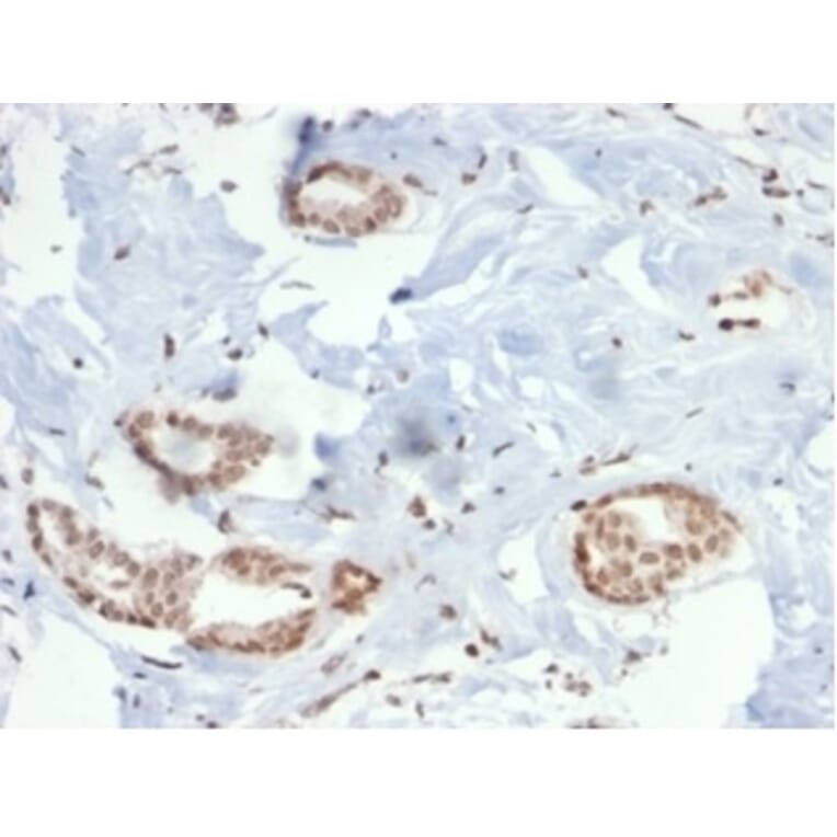 Immunohistochemistry - Anti-SOX4 Antibody [PCRP-SOX4-1D6] - BSA and Azide free (A278384) - Antibodies.com