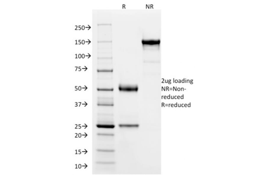 SDS-PAGE - Anti-SOX9 Antibody [PCRP-SOX9-1E5] - BSA and Azide free (A278385) - Antibodies.com