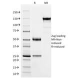 SDS-PAGE - Anti-SOX9 Antibody [PCRP-SOX9-1E5] - BSA and Azide free (A278385) - Antibodies.com
