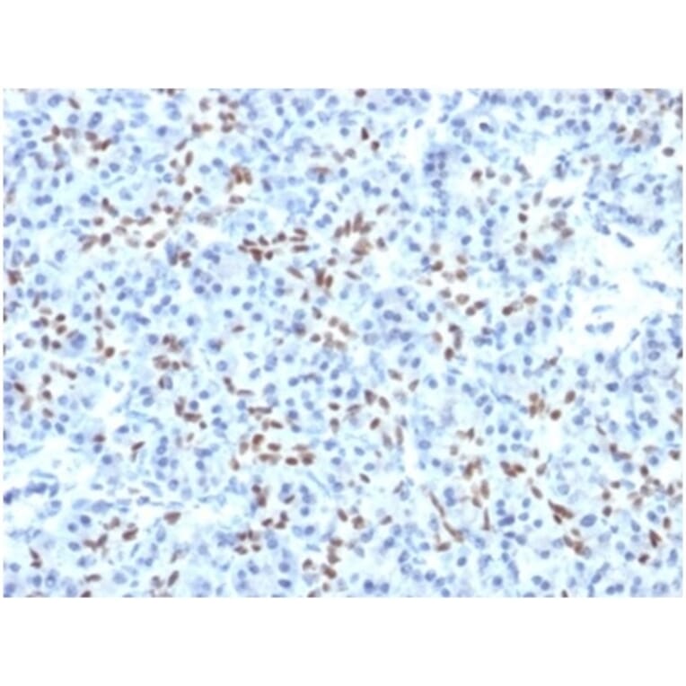 Immunohistochemistry - Anti-SOX9 Antibody [PCRP-SOX9-1A2] - BSA and Azide free (A278386) - Antibodies.com