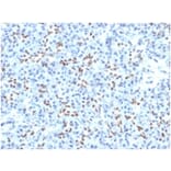 Immunohistochemistry - Anti-SOX9 Antibody [PCRP-SOX9-1A2] - BSA and Azide free (A278386) - Antibodies.com