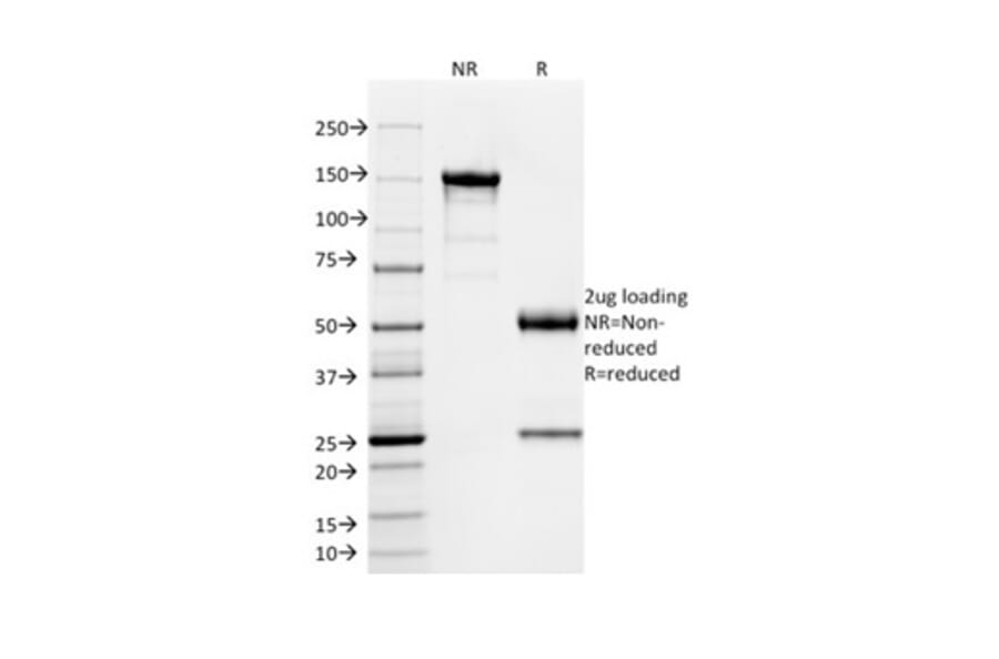 SDS-PAGE - Anti-SOX9 Antibody [PCRP-SOX9-1A2] - BSA and Azide free (A278386) - Antibodies.com