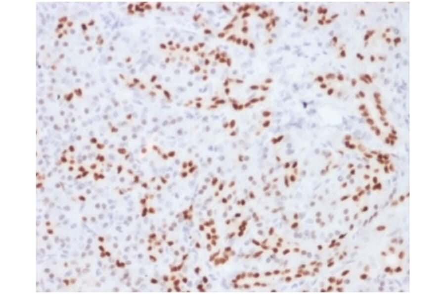 Immunohistochemistry - Anti-SOX9 Antibody [SOX9/2104] - BSA and Azide free (A278387) - Antibodies.com