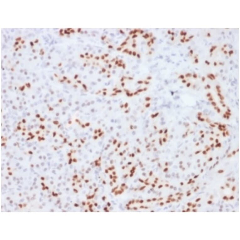 Immunohistochemistry - Anti-SOX9 Antibody [SOX9/2104] - BSA and Azide free (A278387) - Antibodies.com