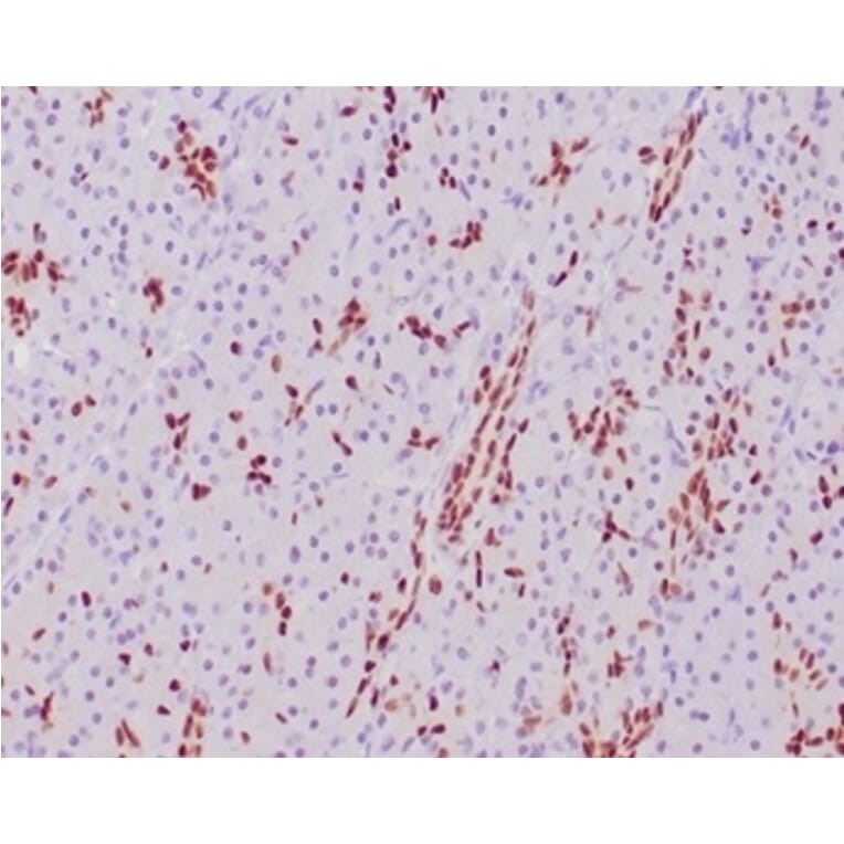 Immunohistochemistry - Anti-SOX9 Antibody [SOX9/2387] - BSA and Azide free (A278388) - Antibodies.com