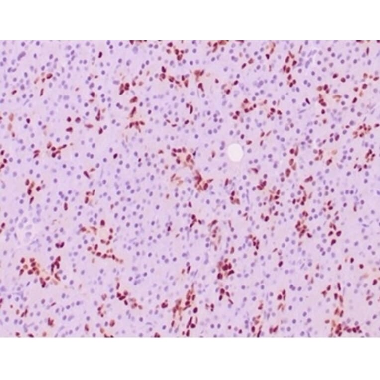 Immunohistochemistry - Anti-SOX9 Antibody [SOX9/2387] - BSA and Azide free (A278388) - Antibodies.com